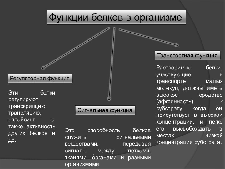 Функции белков в организмеРегуляторная функцияЭти белки регулируют транскрипцию, трансляцию, сплайсинг, а также