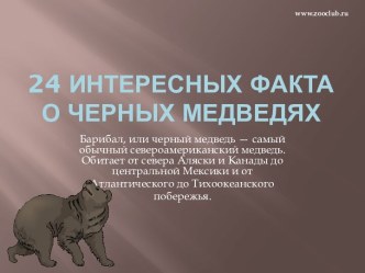 24 интересных фактов из жизни черных медведей