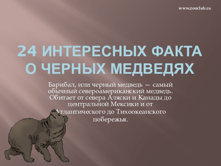 24 ИНТЕРЕСНЫХ ФАКТА О ЧЕРНЫХ МЕДВЕДЯХБарибал, или черный медведь — самый обычный