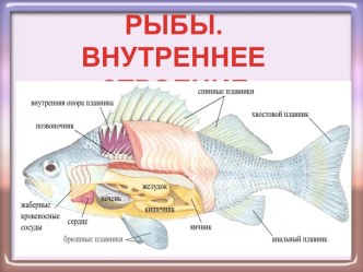 РЫБЫ. ВНУТРЕННЕЕ СТРОЕНИЕ.