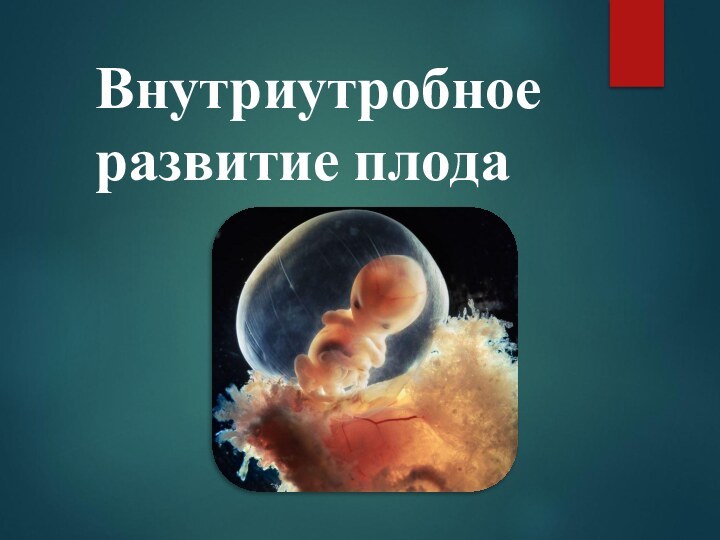 Внутриутробное развитие плода