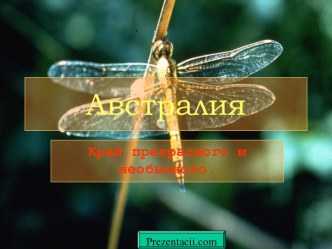 Животные Австралии