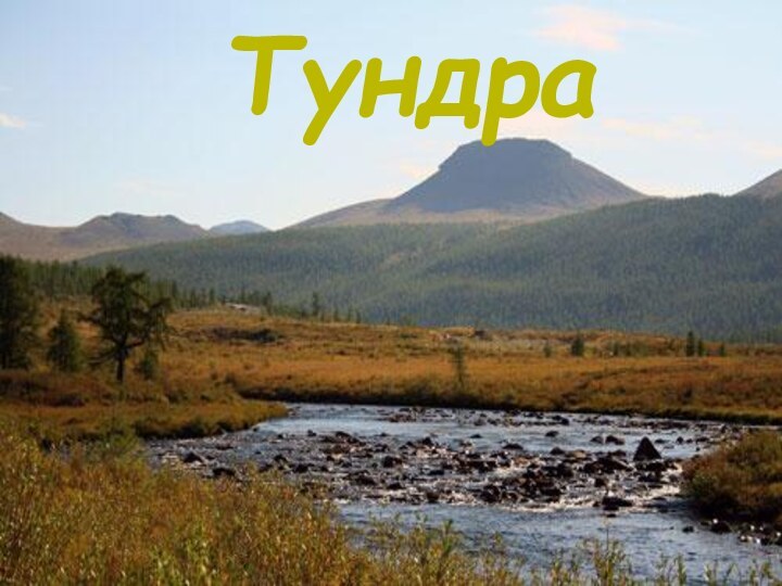 Тундра