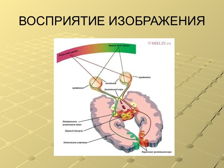 ВОСПРИЯТИЕ ИЗОБРАЖЕНИЯ