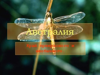 Животные Австралии