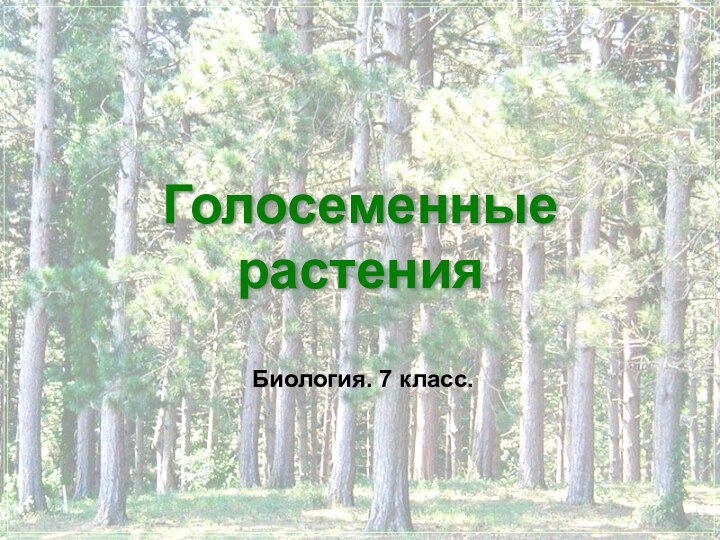 Голосеменные растенияБиология. 7 класс.