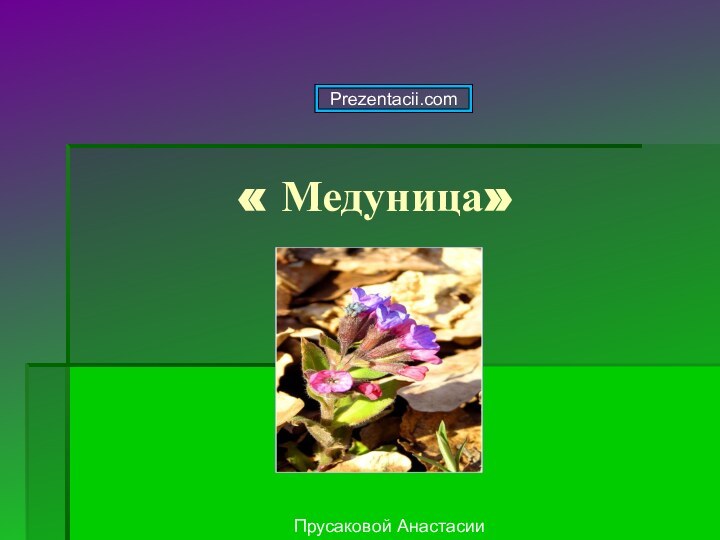 « Медуница»Прусаковой АнастасииPrezentacii.com