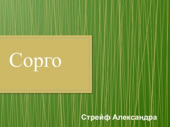 Сорго