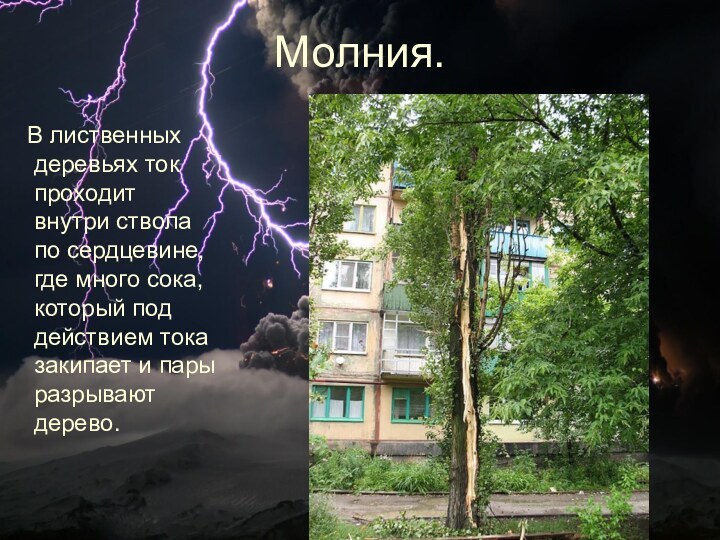 Молния.  В лиственных деревьях ток проходит внутри ствола по сердцевине, где