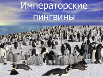 Императорскиепингвины