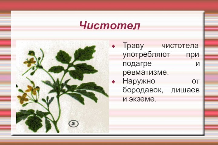 ЧистотелТраву чистотела употребляют при подагре и ревматизме.Наружно от бородавок, лишаев и экземе.