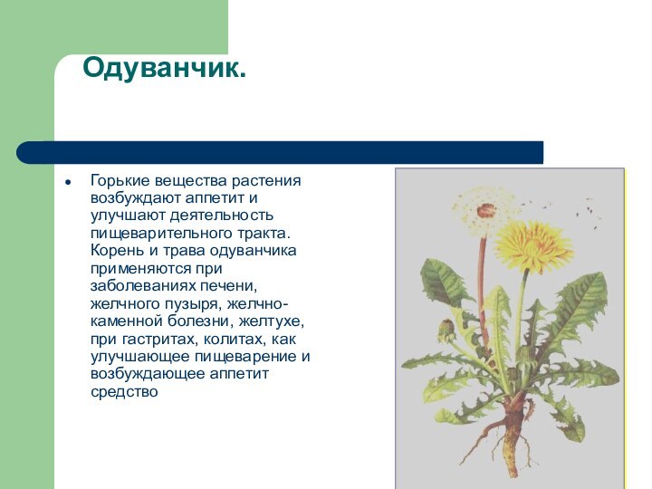 Одуванчик.Горькие вещества растения возбуждают аппетит и улучшают деятельность пищеварительного тракта. Корень и