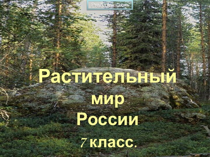 Растительный мир России7 класс.Prezentacii.com