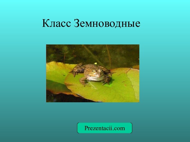 Класс ЗемноводныеPrezentacii.com