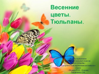 Весенние цветы. Тюльпаны