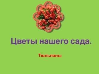 Цветы нашего сада. Тюльпаны