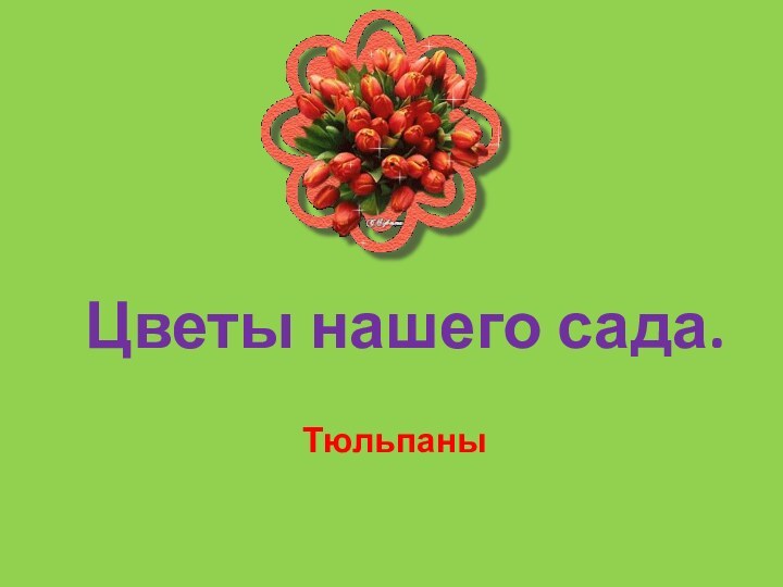 Цветы нашего сада.Тюльпаны