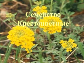 Семейство крестоцветные