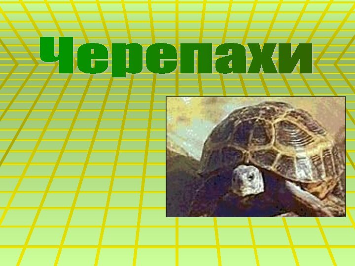 Черепахи