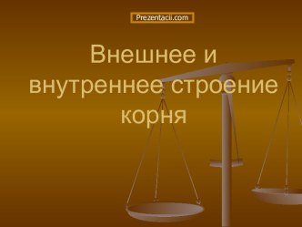 Внешнее и внутреннее строение корня