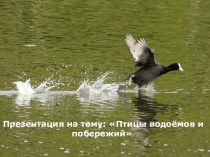 Птицы водоёмов и побережий