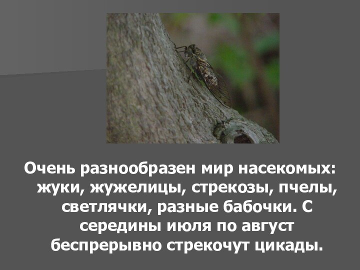 Очень разнообразен мир насекомых: жуки, жужелицы, стрекозы, пчелы, светлячки, разные бабочки. С