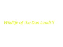 Wildlife of the Don Land