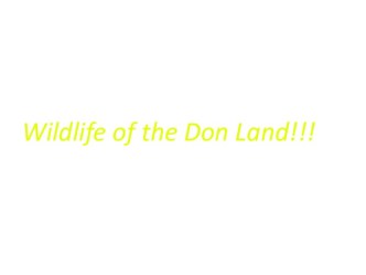 Wildlife of the Don Land