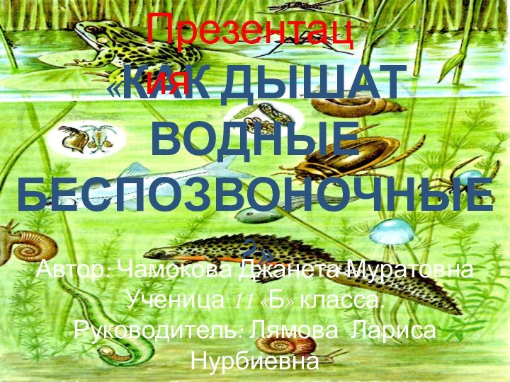 «КАК ДЫШАТ ВОДНЫЕ БЕСПОЗВОНОЧНЫЕ?»Автор: Чамокова Джанета МуратовнаУченица 11 «Б» класса.Руководитель: Лямова Лариса