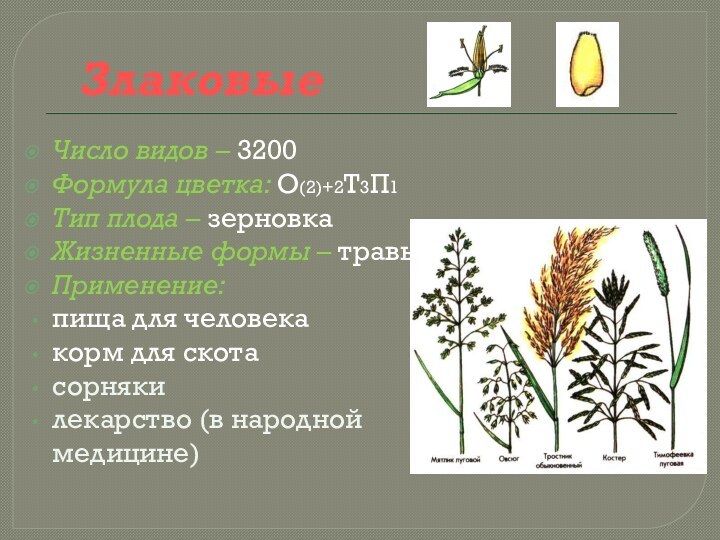 ЗлаковыеЧисло видов – 3200Формула цветка: О(2)+2Т3П1 Тип плода – зерновкаЖизненные формы –
