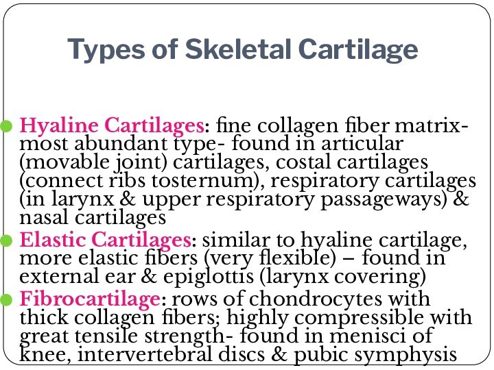 Types of Skeletal Cartilage Hyaline Cartilages: fine collagen fiber matrix- most abundant