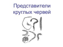 ПРЕДСТАВИТЕЛИ КРУГЛЫХ ЧЕРВЕЙ