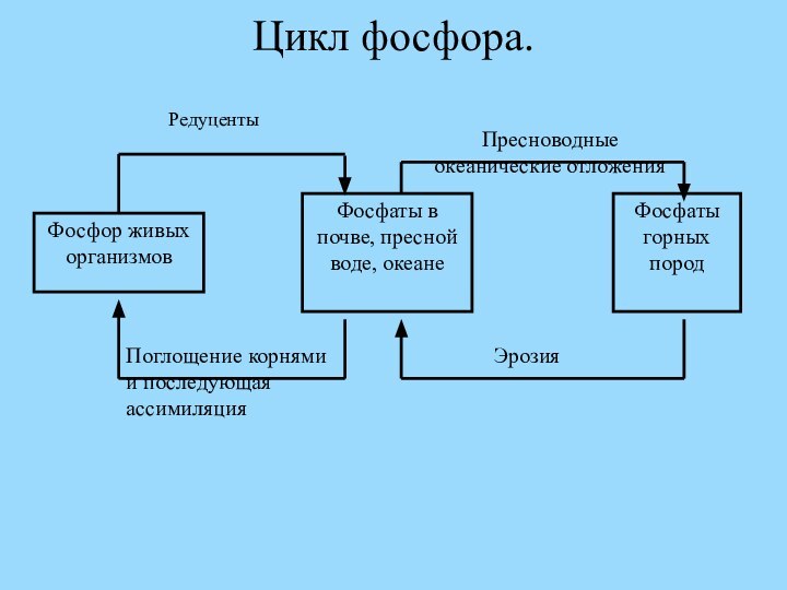 Цикл фосфора.