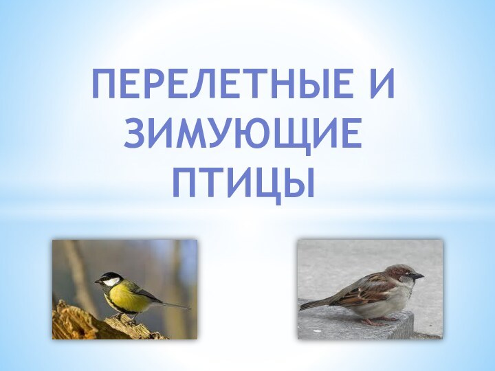 Перелетные и зимующие птицы