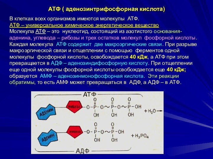 АТФ ( аденозинтрифосфорная кислота)В клетках всех организмов имеются молекулы АТФ.