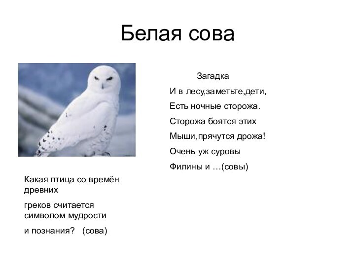 Белая соваКакая птица со времён древнихгреков считается символом мудростии познания?  (сова)