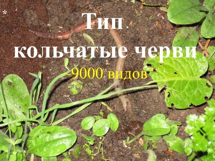 Тип кольчатые черви*~9000 видов