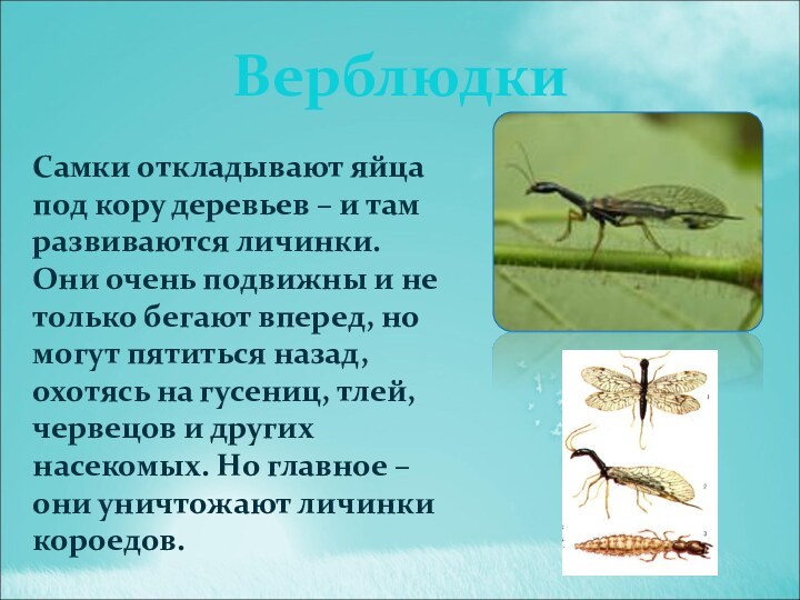 Верблюдки Самки откладывают яйца под кору деревьев – и там развиваются личинки. Они