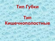 Тип Губки. Тип Кишечнополостные