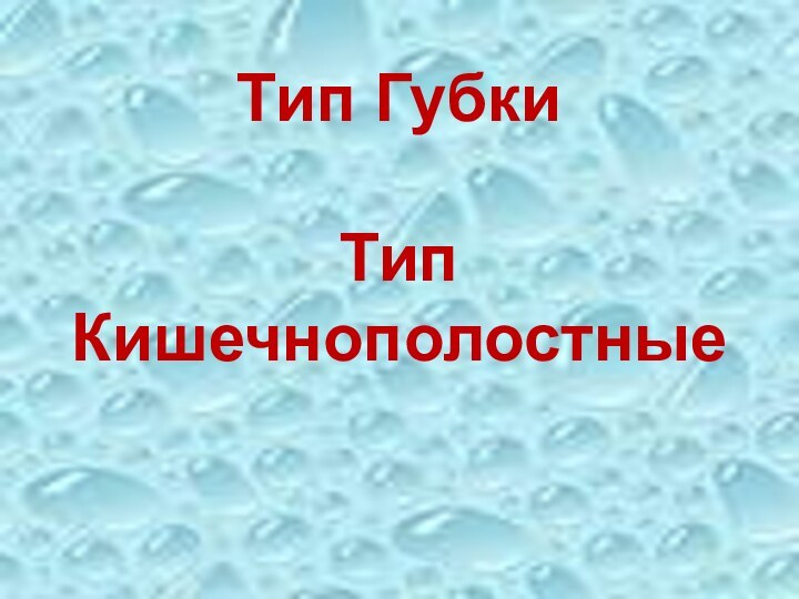 Тип Губки  Тип  Кишечнополостные