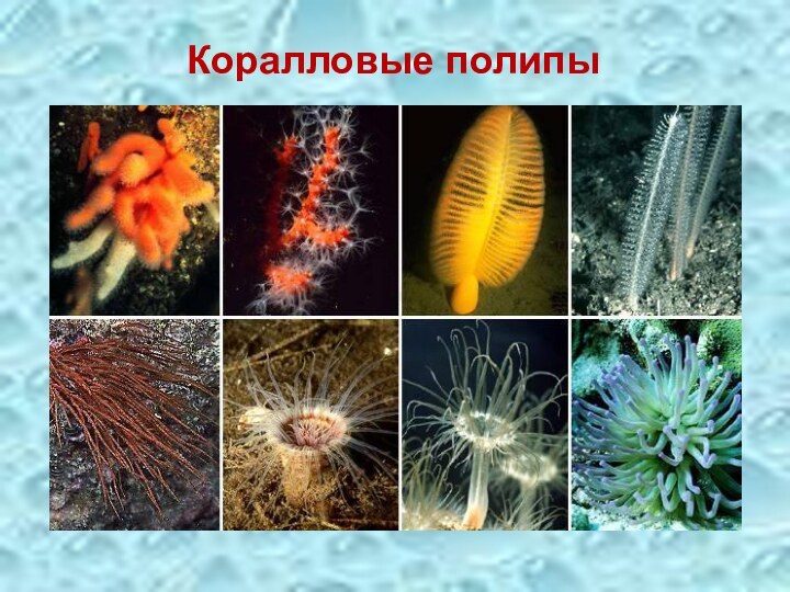 Коралловые полипы