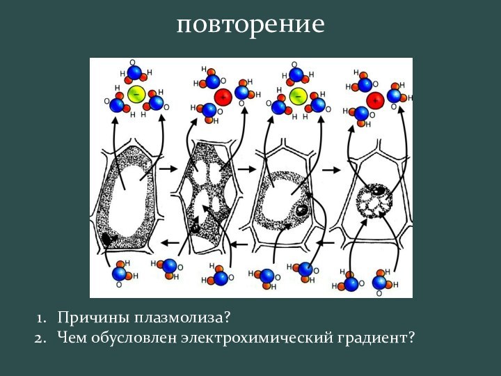 Причины плазмолиза?Чем обусловлен электрохимический градиент?повторение