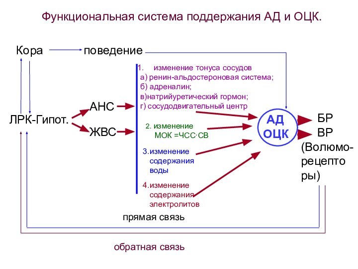 АД ОЦК   БР   ВР (Волюмо-рецепторы)ЛРК-Гипот.АНСЖВСизменение тонуса сосудова)