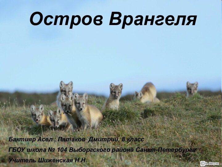 Остров ВрангеляБактияр Асел , Пятаков Дмитрий, 8 классГБОУ школа № 104 Выборгского района Санкт-ПетербургаУчитель Шиженская Н.Н.