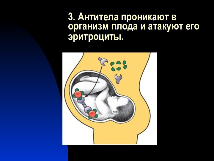 3. Антитела проникают в организм плода и атакуют его эритроциты.