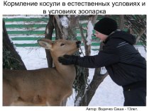 Кормление косули в естественных условиях и в условиях зоопарка