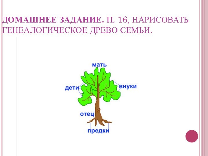 ДОМАШНЕЕ ЗАДАНИЕ. П. 16, НАРИСОВАТЬ ГЕНЕАЛОГИЧЕСКОЕ ДРЕВО СЕМЬИ.