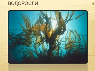 Водоросли 6 класс