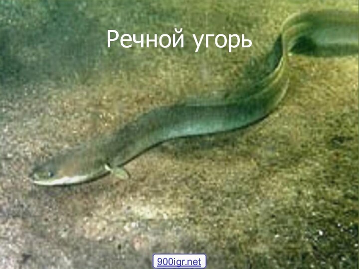 Речной угорь