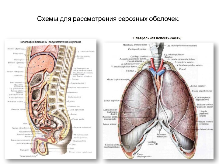 Плевральная полость (части)Схемы для рассмотрения серозных оболочек.